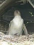 18.32- Manchot a oeil jaune et son petit sous leur abri